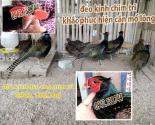 Hướng dẫn kỹ thuật nuôi chim trĩ đỏ khoang cổ hiệu quả | kính đeo chim trĩ