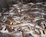 hướng dẫn kỹ thuật nuôi rắn hổ mèo thương phẩm - Snake farm