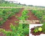Hướng dẫn kỹ thuật trồng cây Sacha inchi của người Thái - Sacha inchi là giống mới