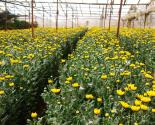 Hướng dẫn kỹ thuật trồng và chăm sóc hoa cúc