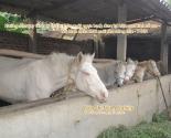 Hướng dẫn quy trình kỹ thuật chăn nuôi ngựa bạch đem lại hiệu quả kinh tế cao