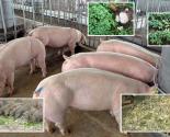 Kinh nghiệm kỹ thuật nuôi heo bằng thảo dược - Phòng trị bệnh cho lợn bằng thảo dược