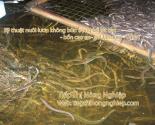 kỹ thuật nuôi lươn không bùn trong bể lót bạt - bồn cao su - eel farming