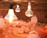 Kỹ thuật úm gà con cho tỉ lệ nuôi sống cao nhất | phân phối bóng đèn hồng ngoại warrior