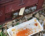 mô hình nuôi ong lấy mật cho năng suất cao| thiết bị chăn nuôi trồng trọt