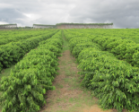 Mô hình trồng cà phê hữu cơ tại Colombia