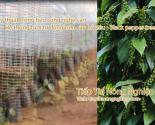 Mô hình trồng tiêu công nghệ cao - Hệ thống tưới tự động trên cây hồ tiêu - black pepper tree