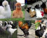 Những giống gà triệu đô - cực kỳ quý tại Việt Nam và thế giới