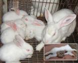 phòng điều trị các bệnh thường gặp ở thỏ - Phòng trị bệnh tụ huyết trùng trên thỏ