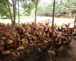 quy trình kỹ thuật chăn nuôi gà thả vườn theo hình thức bán chăn thả