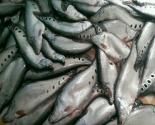 quy trình kỹ thuật nuôi cá thát lát cườm trong ao đất thâm canh và bán thâm canh