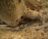 Quy trình Kỹ thuật phòng trị bệnh xì mủ thối gốc cây sầu riêng