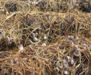 Quy trình trồng nấm rơm cho năng suất cao