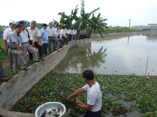 Mô Hình Kỹ Thuật Nuôi Cua Đồng