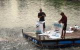'Cò cá' bắt tay thương lái Trung Quốc lùng sục mua cá tra non
