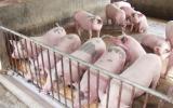 'Đại khủng hoảng' thịt lợn và cuộc giải cứu chưa từng có