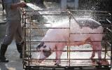 'Đến thịt lợn Tây Ban Nha cũng có lúc giá 20.000 đồng/kg'