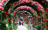 300 loài hoa hồng hội tụ trong lễ hội hoa hồng Bulgaria tại Việt Nam