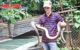 7 năm nuôi bầy rắn 500 con, bán 500-600 ngàn/kg, lời gấp 3