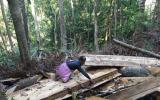Ba đoàn kiểm tra việc phá rừng, chủ tịch huyện vẫn chưa tin