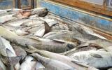Bà Rịa - Vũng Tàu: Cá ở Long Sơn lại chết chưa rõ nguyên nhân