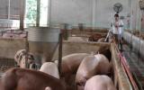 Bán thịt heo với giá 35.000 đồng/kg để cứu người chăn nuôi