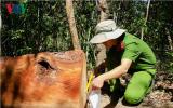 Bảo vệ BQL rừng phòng hộ ở Gia Lai bịa chuyện bị cướp gỗ