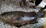 Bắt được cá mú 'khủng' nặng 55 kg ở Phú Quốc