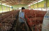 Bê bối thịt bẩn Brazil: Heo, gà ..Việt Nam hưởng lợi?