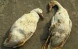 Bệnh dịch tả vịt (duck plague)