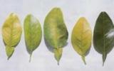 Bệnh vàng lá Greening (Liberobacterium asiaticum )
