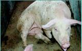 Bệnh viêm phổi ở lợn, nguyên nhân và cách phòng trị