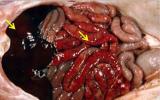 Bệnh viêm ruột hoại tử trên heo (Swine hemorrhagic necrotic enteritis)