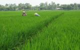 Bị thương lái trong nước ép giá, nông dân chuyển sang trồng lúa cho Nhật kiếm lời