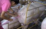 Biện pháp nâng cao hiệu quả thụ tinh nhân tạo lợn nái
