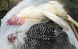 Biện pháp phòng chống bệnh Leuco trên gà