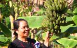 Bình Định: Rời chốn phồn hoa vào rừng nuôi heo thu tiền tỷ
