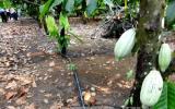Bình Phước: Ca cao không đậu trái do mưa kéo dài
