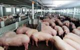 Bộ Công Thương đưa ra nhiều giải pháp cứu ngành chăn nuôi lợn
