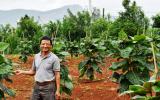 Cà chua thân gỗ trĩu quả, bán 150.000/kg, ở Lâm Đồng có hơn 30 ha