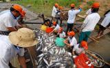 Cá da trơn Việt Nam nguy cơ bị chặn lối hoàn toàn vào Mỹ