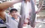 Cá da trơn Việt Nam sắp rộng đường vào Mỹ