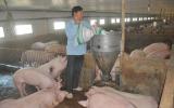 Cả năm hô hào 'giải cứu': Thịt lợn vẫn giá 'rẻ bèo' 32 ngàn/kg