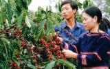 cà phê Việt Nam - Đẳng cấp đã đươc khẳng định