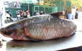 Cá trắm 'khủng' 42 kg sa lưới ngư dân ở hồ Thác Bà