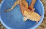 Cá trê vàng mắc lưới nông dân Ninh Bình
