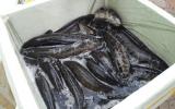 Cá Trung Quốc 'ngậm' hóa chất kích thích bán tại Việt Nam