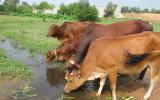 Các biện pháp phòng trị bệnh cảm nóng ở gia súc
