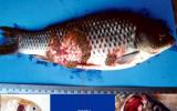 Các biện pháp phòng trị bệnh xuất huyết mùa xuân ở cá chép