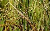 Các biện pháp phòng trừ bệnh khô vằn trên lúa